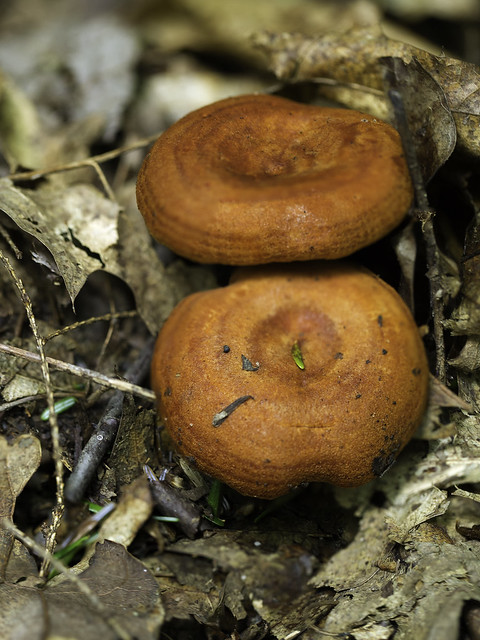 mushroom23