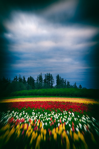 flowers plants oregon unitedstates tulips tulipfestival woodburn woodenshoetulipfestival