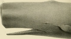Image from page 129 of "The marine mammals of the north-western coast of North America, described and illustrated; together with an account of the American whale-fishery" (1874)