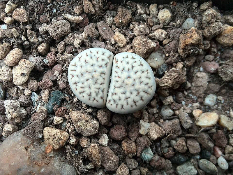 lithops amicorum freckled friends