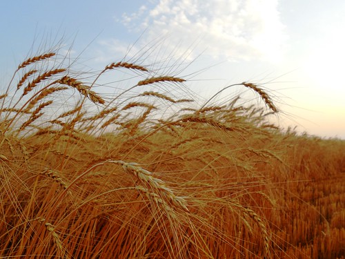 Wheat at dusk