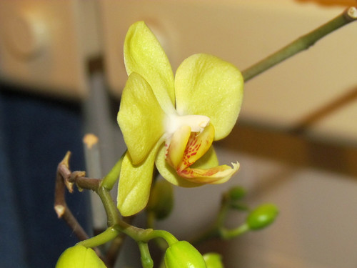 Lime Green Orchid