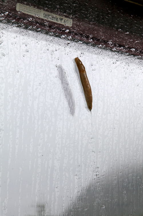 slug on my window, Kasaan, Alaska