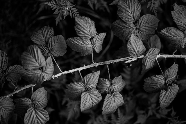 blackberry thorns
