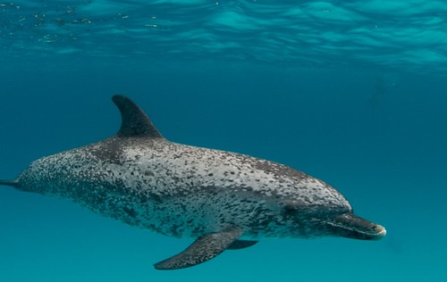 大西洋斑點海豚（Atlantic spotted dolphin），圖片作者：Willy Volk，圖片來源：https://www.flickr.com/photos/volk/1148824068/in/photostream/，本圖符合CC授權使用。