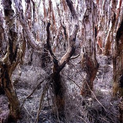 Big Swamp Walk: Paperbark Trees