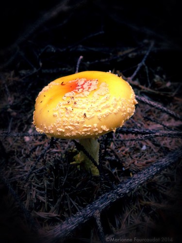 mushroom amanita muscaria amanite amanitamuscariavarguessowii