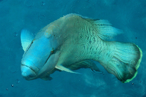 在大堡礁水面的一尾龍王雕（曲紋唇魚）。圖片來源：維基百科
