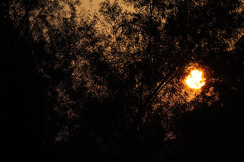 trees sunset oklahoma