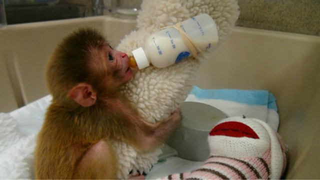 1_Baby-Monkey-with-Cloth-diarioecologia.jpg