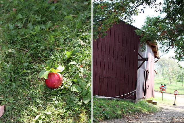 A Trip to the Apple Orchard + an Apple Recipe Roundup | girlversusdough.com @stephmwise