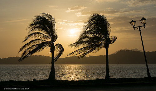 calzadadeamador centroamérica palmtree panamá atardecer causeway palmeras summer sunset verano panama pa nikon nikond5300 sigma18250mm sun
