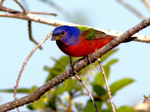 Painted Bunting 02-20170301