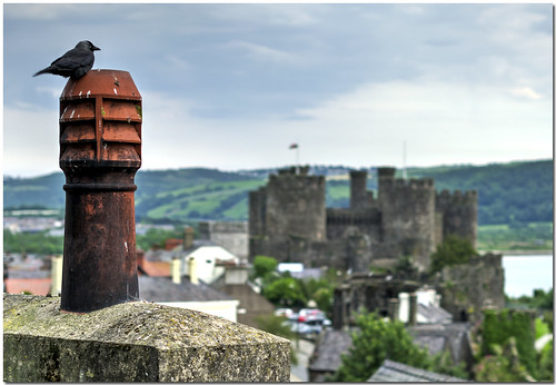 chimney castle photoaday conwy northwales jackdaw 157365 2014pad