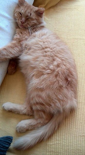 Fuyur, gato rubio angora muy juguetón y mimoso, nacido en 2012 en adopción. Valencia. ADOPTADO. 14365124381_bd78afb5c2_z