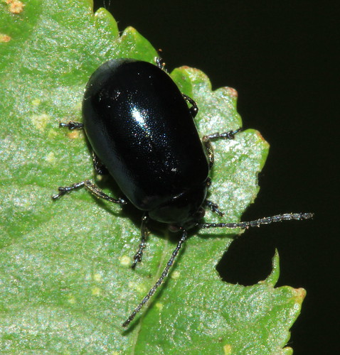 Alder Leaf beetle 29078