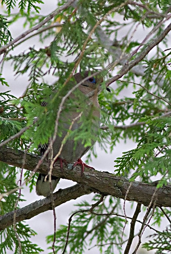 bird michigan whitewingeddove zenaidaasiatica