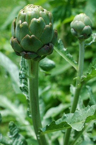 Artichokes by Eve Fox, the Garden of Eating copyright 2014