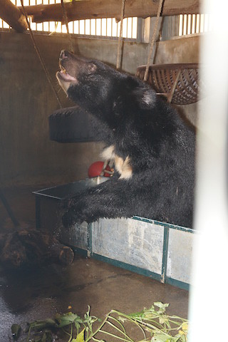 Ti Map's den is equipped with a paddling pool and a variety of enrichment