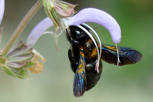Nektarpflanze Biene Holzbiene Blüte Nektar