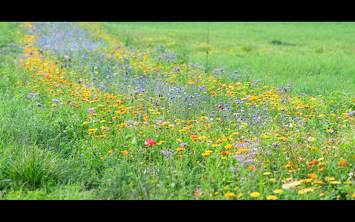 flowers orange flower green nature fleur grass yellow fleurs jaune highway path wide blumen vert gelb prairie grün blume matte herbe pré