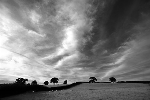 trees bw landscape mono nikon flickr sheep a5 northwales dramaticskies raywood d700 g8lite ©allrightsreservedraywood