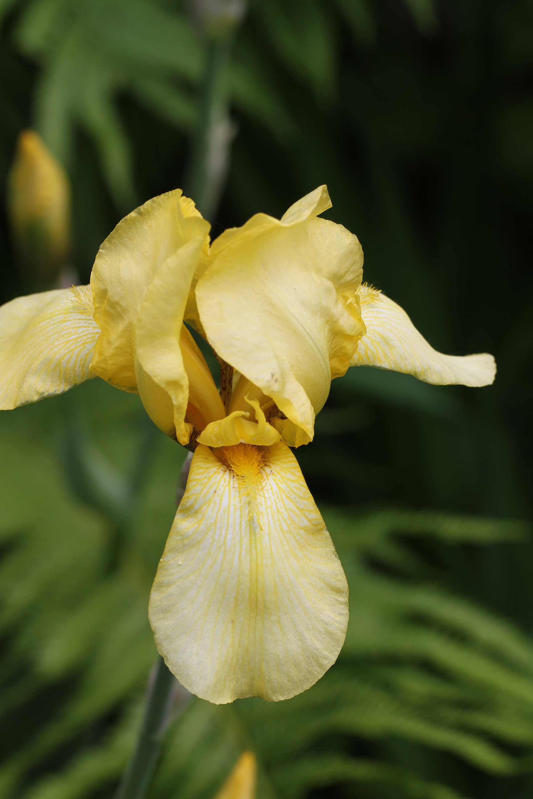 yellow iris