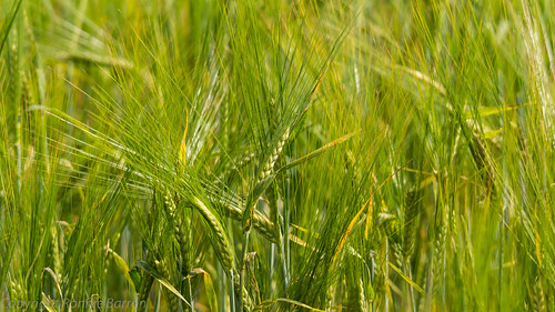 food art barley photography countryside farming grain harvest textures agriculture ayrshire irvinevalley naturethroughthelens sigma150500mmf563dgoshsm sonyslta77v ronniebarron rcb4j beertocome