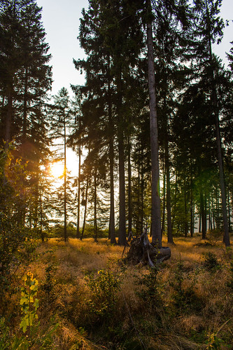 sunset summer forest canon germany deutschland eos sonnenuntergang sommer cc creativecommons wald sauerland ccbysa 700d