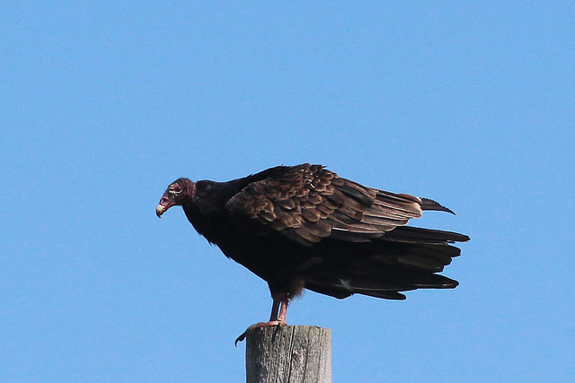 Turkey Vulture (3)