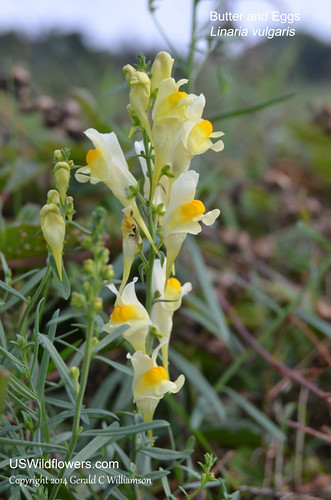Butter and Eggs - Linaria vulgaris