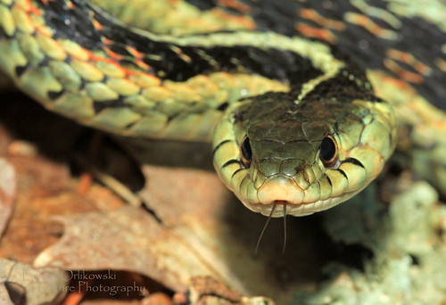 garter wisconsin snake