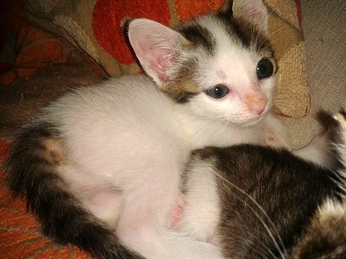 Bahía, gatita blanca con dos toques pardos, nacida en Julio´14 necesita hogar. Valencia. ADOPTADA. 15103246062_50eef5441f