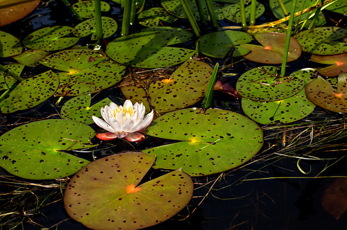 nature pond nikon waterlily d300