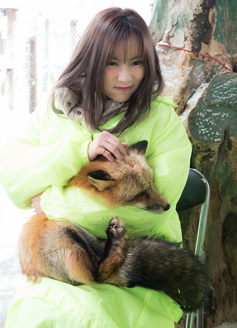 近距離徹底療癒！日本藏王-狐狸村，還可以親手抱狐狸！滿滿的感動啊！ @3C 達人廖阿輝