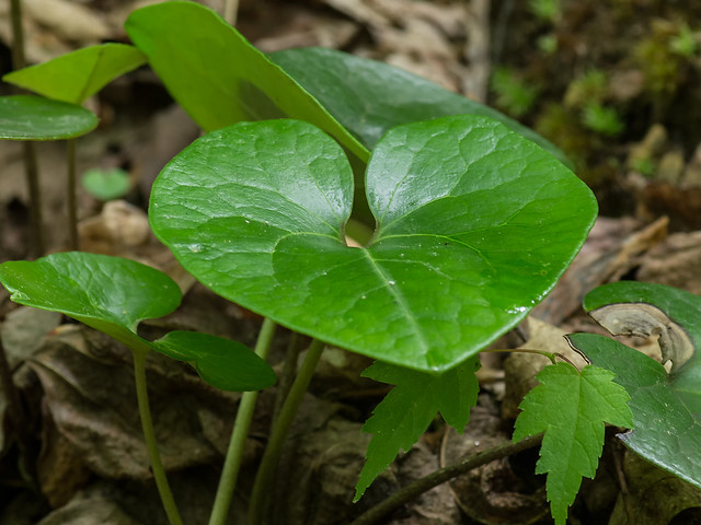 Leaves of Variable-leaf Heartleaf