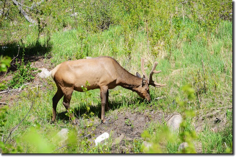 Elk in National Park 4
