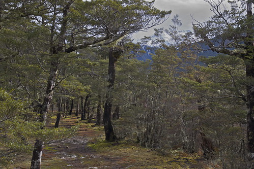 newzealand mountain green canon landscape moss canterbury lichen beech southernbeech beechforest ninavalley southislandhighcountry lewisparknationalreserve
