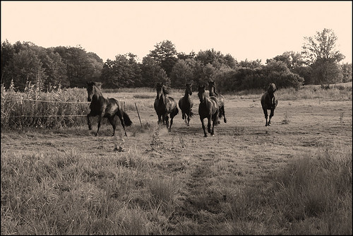 horses horse black sepia caballo cheval pferde cavallo pferd schwarz friesen hest kon koni frisian cheveaux galopp häven guthäven