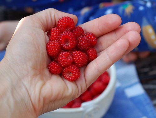 A handful of wild wineberries by Eve Fox, The Garden of Eating, copyright 2014