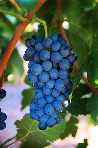 california sunset coast vineyard south winery grapes temecula