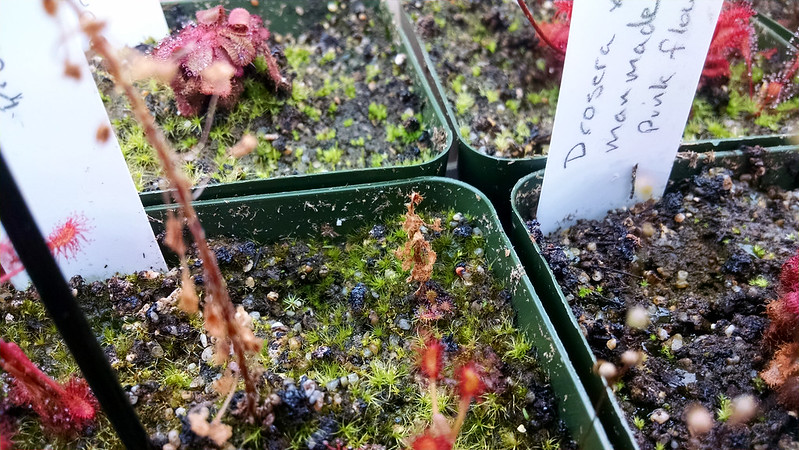 Drosera madagascariensis coming back from the roots.
