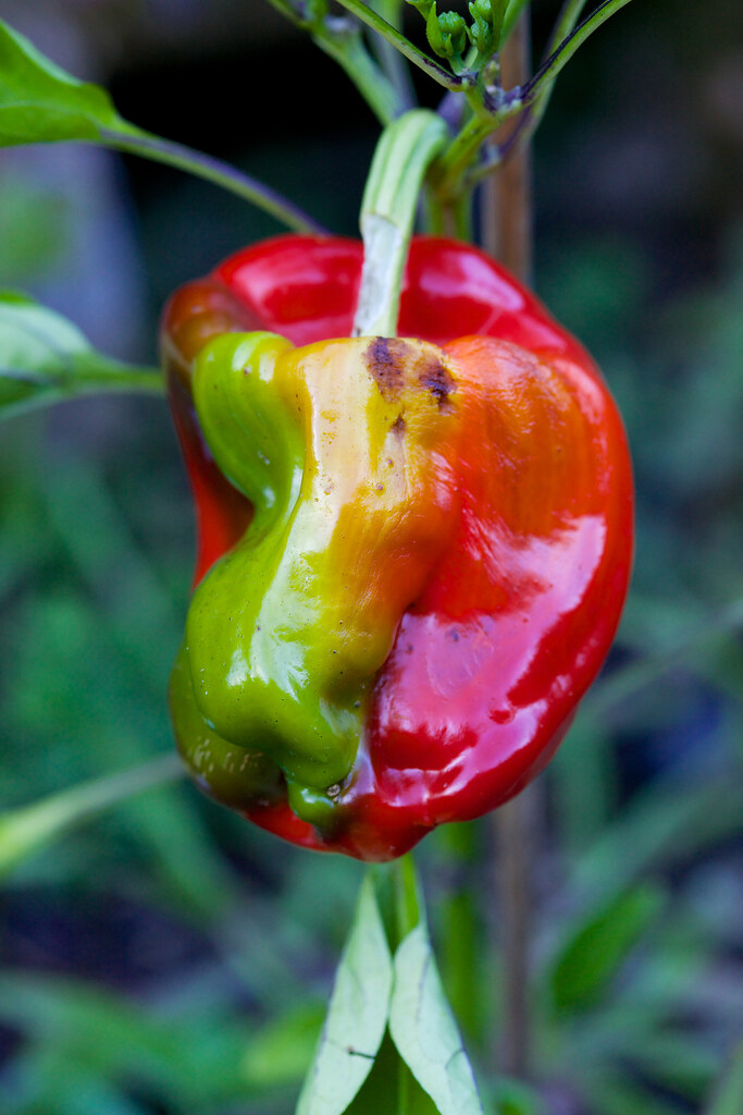 Single red pepper, the harvest of 2014 by andrew_maier, on Flickr