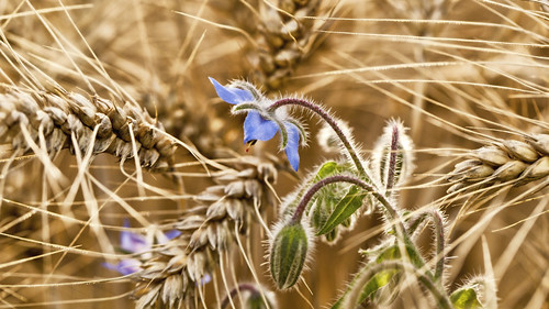 summer flower field gold sommer grain ear