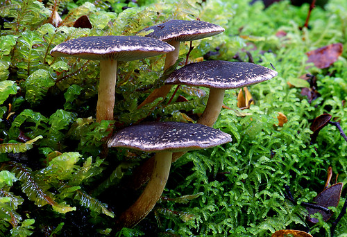 hypholomabrunneum fungi brownmushroom publicdomaindedicationcc0 geotagged flickrlover freephotos