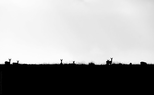 Deers on the horizon!