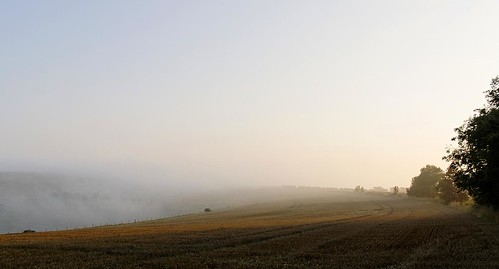 mist tree field grass sunrise