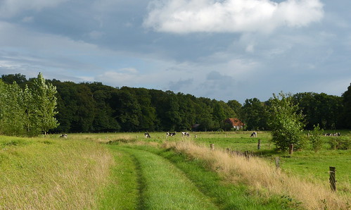 holland netherlands rural landscape cattle cows nederland vee pastoral achterhoek winterswijk landschap koeien gelderland landelijk gelderschlandschap woold panasonicdmcfz150 1170896