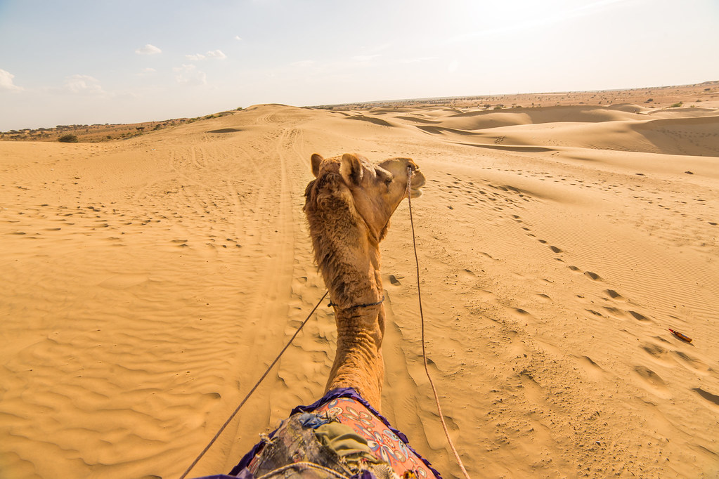 Promenade à dos de dromadaire dans le désert du Thar