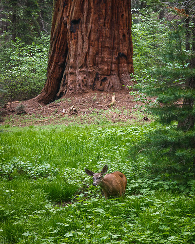 california park copyright usa jeff nature june canon landscape photography photo national sullivan sequoia visalia seki 2011 5dmarkiii caliparks